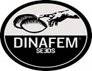 Dinafem seeds