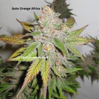 Auto Orange Africa Exclusive
