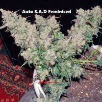 Auto S.A.D Feminised