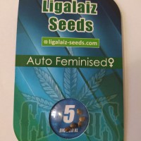 Auto Big Bud XL Feminised Auto Big Bud XL Feminised