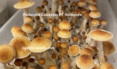 Psilocybe Cubensis PF Redspore