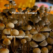 Panaeolus — Jamaica