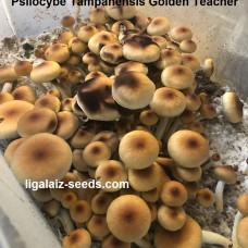 Psilocybe Tampanensis Golden Teacher