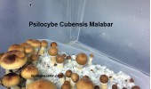 Psilocybe Cubensis Malabar