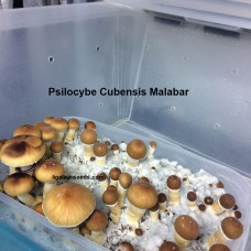 Купить Psilocybe Cubensis Malabar