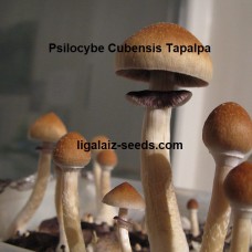 Купить Psilocybe Cubensis Tapalpa