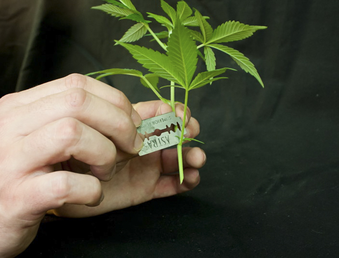 выращивание гидропоники в домашних условиях марихуана