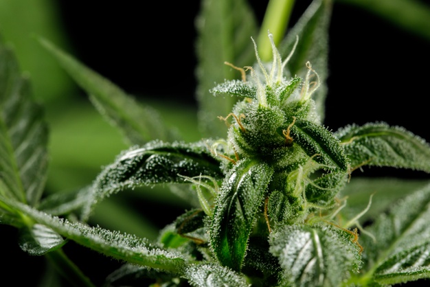 Краткое пособие по выращиванию марихуаны