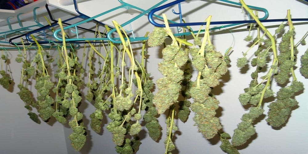 Сушит коноплю в домашних условиях марихуана как ее вырастить