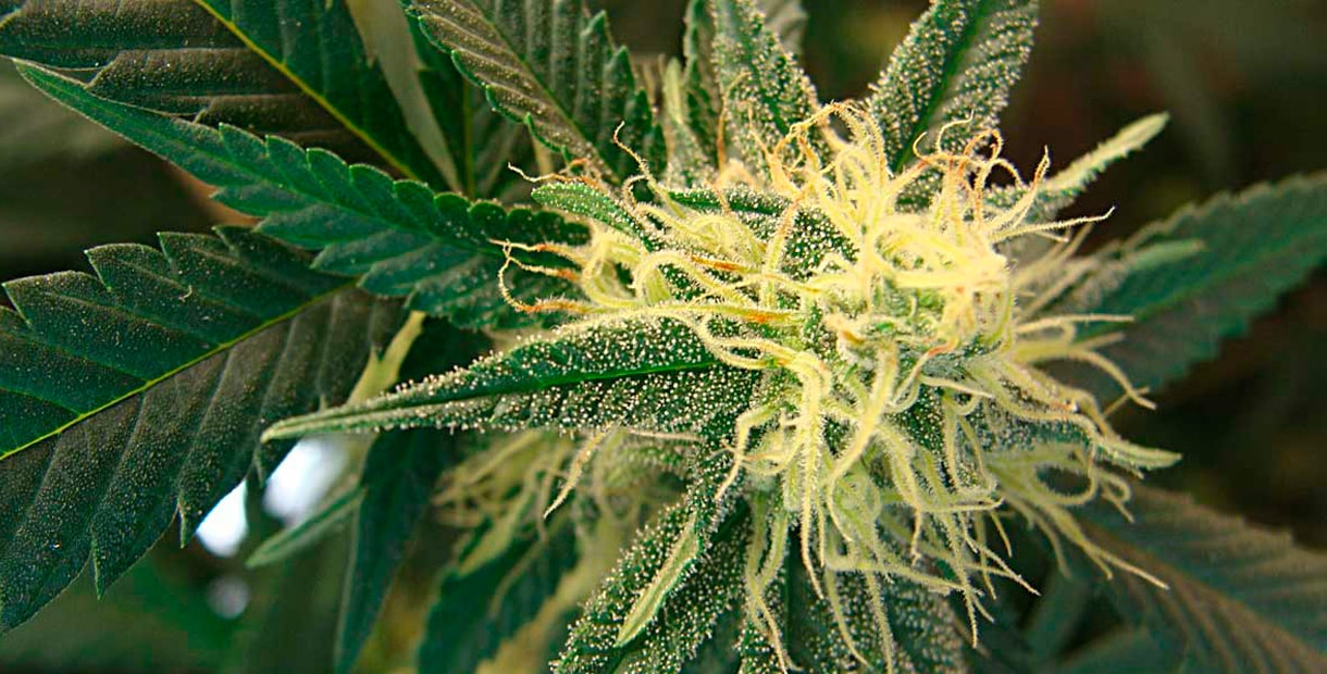 как заставить марихуану цвести