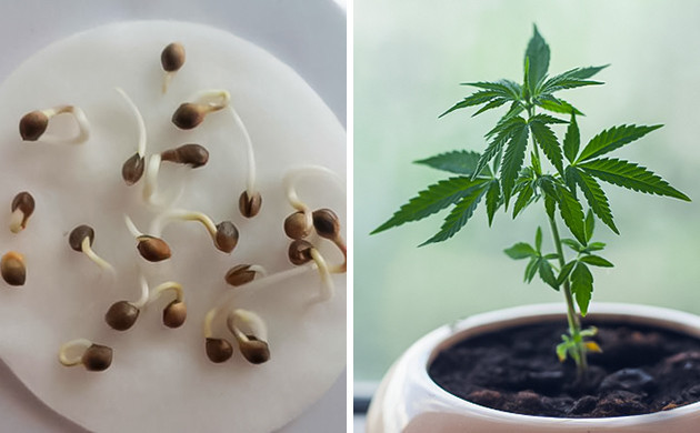 Семена марихуаны как вырастить марихуана на потенцию